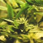 Cultivo Cannabis imagen
