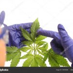 Plant in laboratory medical marijuana cannabis oil