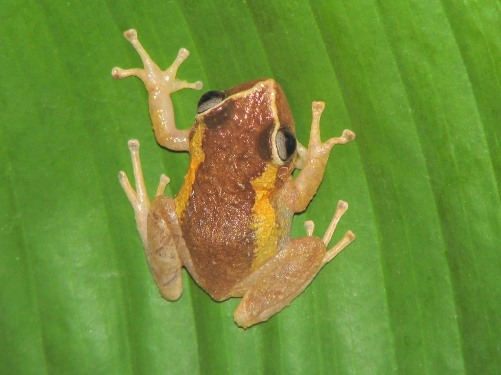 Coqui. Крошечная лягушка Eleutherodactylus Coqui. Пуэрто Рико лягушка. Coqui 7901.
