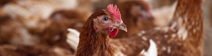 Avian-Influenza-detail-page_05