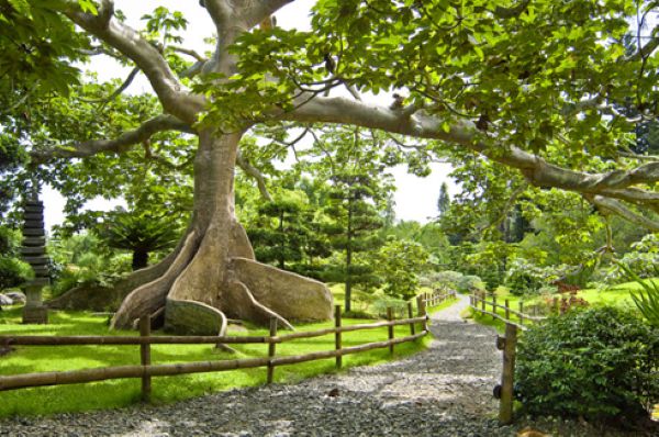 Botánico Abinader A