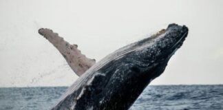 La revista destaca que durante los meses de enero a marzo, el océano pertenece a las ballenas jorobadas, que visitan la bahía con un estimado de entre 1500 y 2000, las que allí paren a sus crías, se aparean y cuidan sus ballenatos, indica la publicación. (Imagen: Fuente externa)