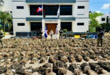 Autoridades desmantelan enorme cultivo de marihuana en SJO