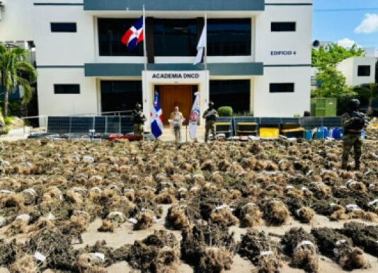 Autoridades desmantelan enorme cultivo de marihuana en SJO