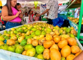 Expo Mango 2026: Reafirma éxito de Baní como la Capital del Mango